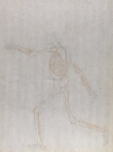 Studio della figura umana, vista laterale, da A Comparative Anatomical Exposition of the Structure of the Human Body with that of a Tiger and a Common Fowl da George Stubbs