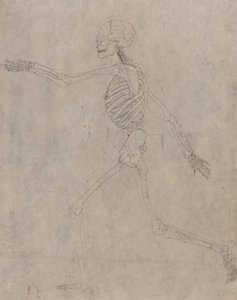 Studio della figura umana, vista laterale, da A Comparative Anatomical Exposition of the Structure of the Human Body with that of a Tiger and a Common Fowl da George Stubbs