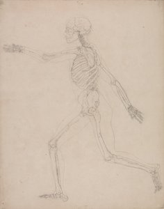 Studio della figura umana, vista laterale, da A Comparative Anatomical Exposition of the Structure of the Human Body with that of a Tiger and a Common Fowl da George Stubbs
