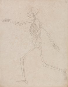 Studio della figura umana, vista laterale, da A Comparative Anatomical Exposition of the Structure of the Human Body with that of a Tiger and a Common Fowl da George Stubbs