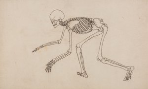 Studio della figura umana, vista laterale, da A Comparative Anatomical Exposition of the Structure of the Human Body with that of a Tiger and a Common Fowl da George Stubbs