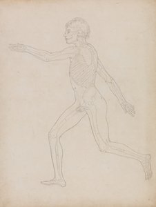 Studio della figura umana, vista laterale, da A Comparative Anatomical Exposition of the Structure of the Human Body with that of a Tiger and a Common Fowl, 1795-1806 da George Stubbs