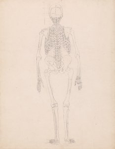 Studio della figura umana, vista posteriore, diagramma per la chiave alla tavola II, da A Comparative Anatomical Exposition of the Structure of the Human Body with that of a Tiger and a Common Fowl, c.1795-1806
