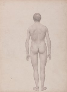 Studio della figura umana, vista posteriore, non dissezionata, studio finito per la tavola VII, da A Comparative Anatomical Exposition of the Structure of the Human Body with that of a Tiger and a Common Fowl