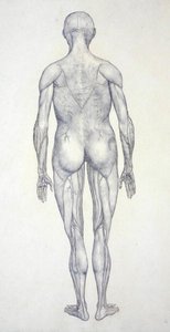 Studio della figura umana, vista posteriore, da A Comparative Anatomical Exposition of the Structure of the Human Body with that of a Tiger and a Common Fowl, c.1795-1806