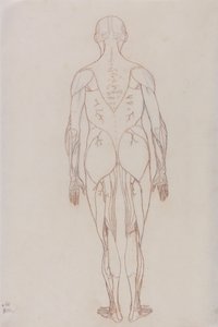 Studio della figura umana, vista posteriore, da A Comparative Anatomical Exposition of the Structure of the Human Body with that of a Tiger and a Common Fowl, c.1795-1806