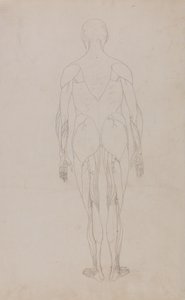 Studio della figura umana, vista posteriore, da A Comparative Anatomical Exposition of the Structure of the Human Body with that of a Tiger and a Common Fowl, c.1795-1806 da George Stubbs