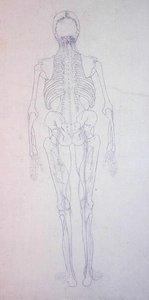 Studio della figura umana, vista posteriore, da A Comparative Anatomical Exposition of the Structure of the Human Body with that of a Tiger and a Common Fowl, c.1795-1806