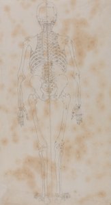 Studio della figura umana, vista posteriore, da A Comparative Anatomical Exposition of the Structure of the Human Body with that of a Tiger and a Common Fowl, c.1795-1806 da George Stubbs