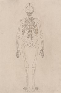 Studio della figura umana, vista posteriore, da A Comparative Anatomical Exposition of the Structure of the Human Body with that of a Tiger and a Common Fowl, c.1795-1806 da George Stubbs
