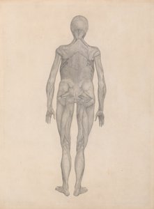Studio della figura umana, vista posteriore, con pelle e tessuti fasciali sottostanti rimossi, da A Comparative Anatomical Exposition of the Structure of the Human Body with that of a Tiger and a Common Fowl da George Stubbs