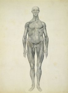 La figura umana, vista anteriore, dalla serie 
