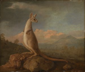 Il Kongouro da New Holland (Canguro)