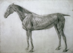 Studio dei muscoli: disegno ecorché visto dal fianco, dalla 13ª tavola anatomica, dall