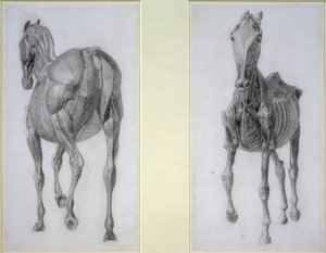 Studio dei muscoli: viste frontali e posteriori, dalla 13ª tavola anatomica, dall