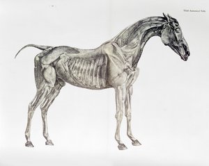 Terza tavola anatomica, da 