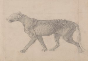 Corpo di tigre, vista laterale (primo di nove disegni di un altro esemplare di tigre)