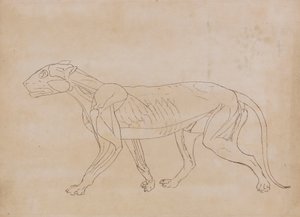 Corpo di Tigre, Vista Laterale (Disegno di contorno per una figura chiave) da George Stubbs