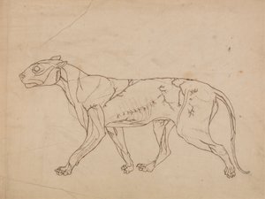 Corpo di tigre, vista laterale (studio di contorno dei muscoli superficiali e del loro apporto sanguigno, probabilmente realizzato per una figura chiave)