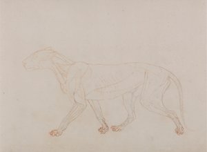 Corpo di tigre, vista laterale (mostra la terza fase della dissezione)