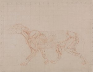 Corpo di tigre, vista laterale (studio della quarta fase della dissezione che mostra i muscoli più profondi)