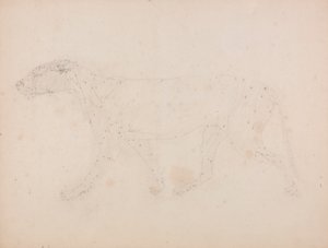Corpo di tigre, vista laterale (studio dei muscoli per la figura chiave della Tabella IX) da George Stubbs