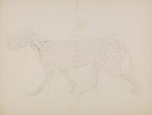 Corpo di tigre, vista laterale da George Stubbs