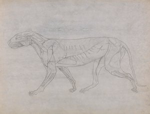 Corpo di Tigre, Vista Laterale da George Stubbs