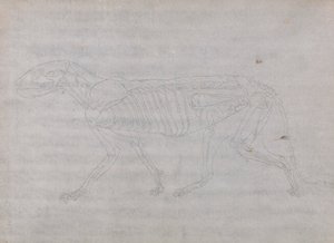 Corpo di tigre, vista laterale da George Stubbs