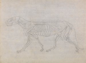Corpo di tigre, vista laterale da George Stubbs