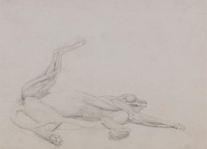Corpo di tigre, sdraiato, visto ventralmente da George Stubbs
