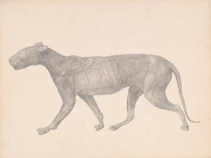 Tigre, vista laterale, con pelle e tessuti rimossi (studio finito per la tavola IX)