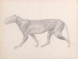 Tigre, vista laterale, con il tessuto connettivo sovrastante i muscoli rimosso (studio finito per la tavola XIV)