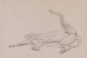 Tigre, distesa, vista ventralmente da George Stubbs