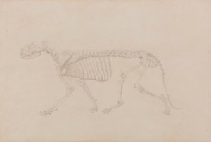 Scheletro di tigre, vista laterale (studio altamente finito per la Tabella IV) da George Stubbs