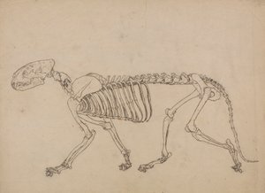 Scheletro di Tigre, Vista Laterale (Studio per la figura chiave della Tavola IV) da George Stubbs