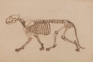 Scheletro di tigre, vista laterale da George Stubbs