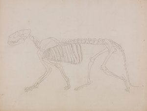 Scheletro di Tigre, Vista Laterale da George Stubbs