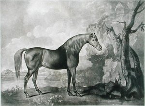 Maschera di cavallo marrone, dopo George Stubbs da George Townley Stubbs