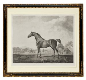 Sweetwilliam da George Townley Stubbs