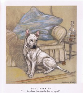 Bull Terrier (litografia a colori)