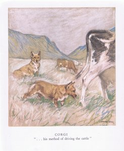 Corgi (litografia a colori)