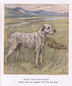 Irish Wolfhounds (litografia a colori) da George Vernon Stokes