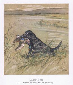 Labrador (litografia a colori)