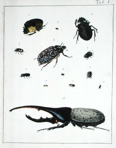 Vari coleotteri, tavola I da 