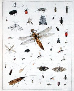 Vari insetti, tavola III da 