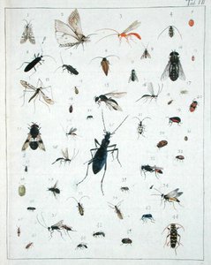 Vari insetti, tavola VII da 