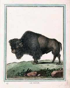 Stampa Antica di Bisonte Americano da Georges Louis Leclerc