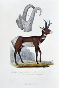 Tavola di storia naturale: Tavola zoologica che rappresenta l