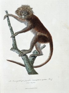 Tavola zoologica raffigurante Semnopitheque pyrrhus; Semnopithecus pyrrhus (da Horsfield) - in "Complete Works of Buffon" di Georges Louis Leclerc, Conte di Buffon (1707 - 1788). Incisione del 1837 da Georges Louis Leclerc